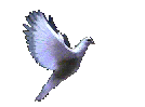 An animated Dove of Peace