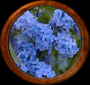 Blue Lilacs