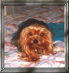 Shivers McTimbers Chevette Robinson, our family pet.