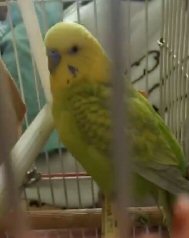 Our Beloved Parakeet (Sunny Bird) Loved to sing.
