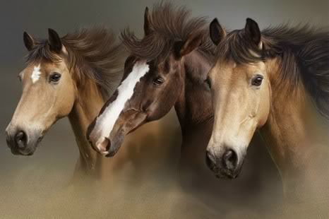 An image of 3 horses