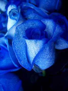 An image of white roses artifically coloured blue